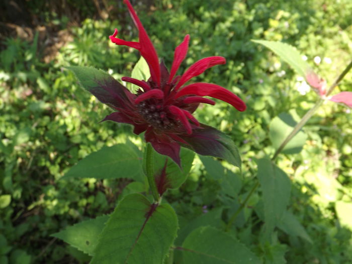 DSCF3280 - Flori amestec