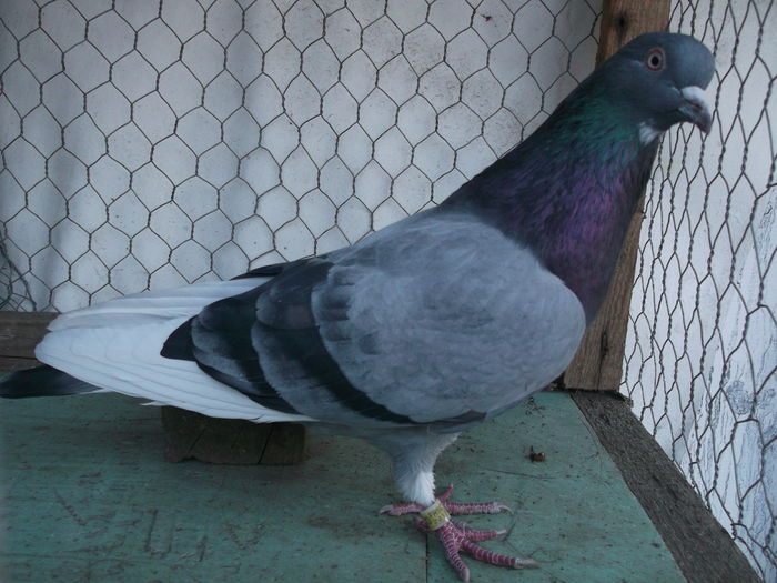 17h36 min Loong-Day 2014