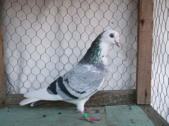 Tipleri Englezi  2014 Noembrie 009