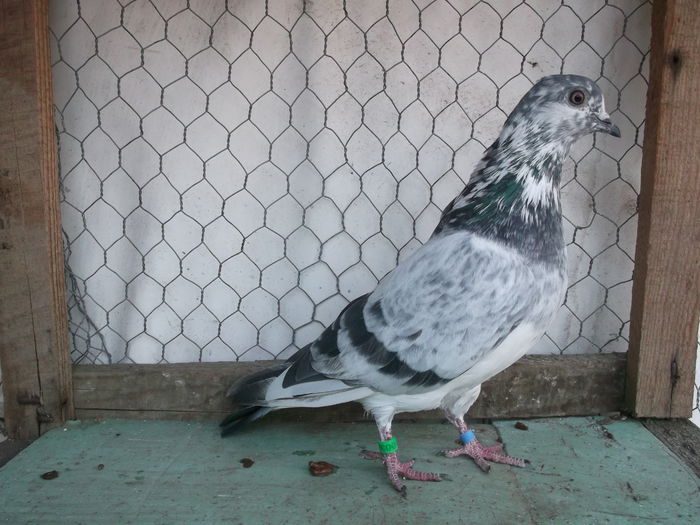 Tipleri Englezi  2014 Noembrie 012