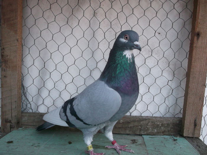 17h36 min Loong-Day 2014; 17h36&amp;#039; Loong-Day 2014
