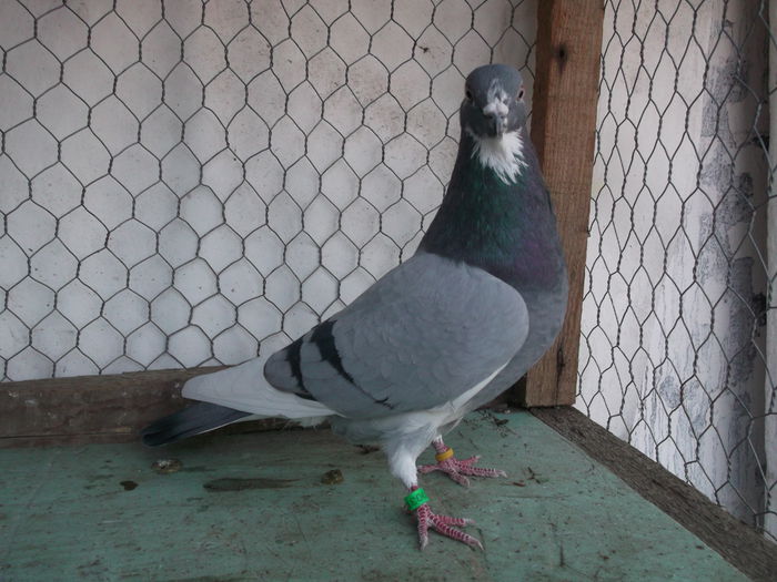 Tipleri Englezi  2014 Noembrie 022