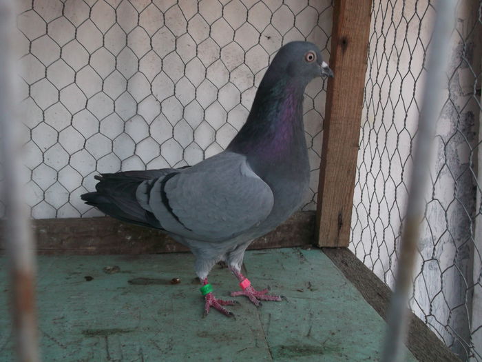 Tipleri Englezi  2014 Noembrie 024