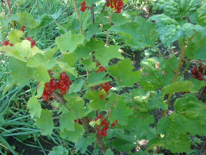 Ribes rubrum   L.1753; coacăz roșu
