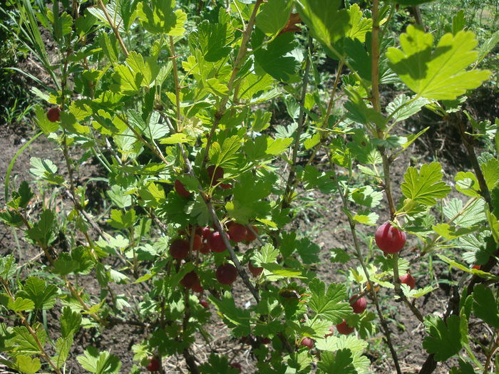 Ribes uva-crispa  L.1753.; agriș roșu
