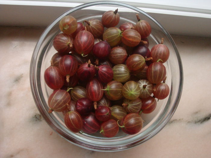 Ribes uva-crispa L.1753; agriș roșu
