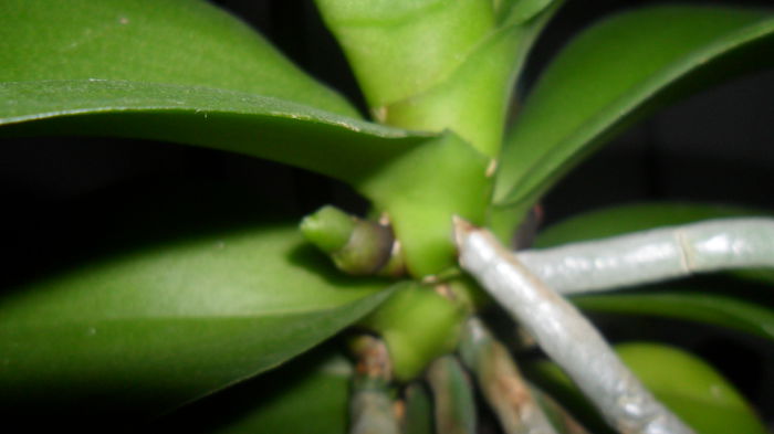 SAM_2519 - phalaenopsis