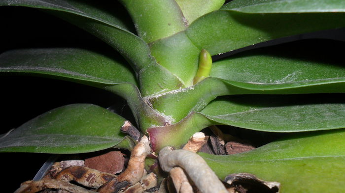 SAM_2516 - phalaenopsis
