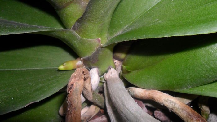 SAM_2515 - phalaenopsis