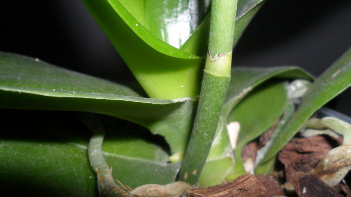 SAM_2513 - phalaenopsis