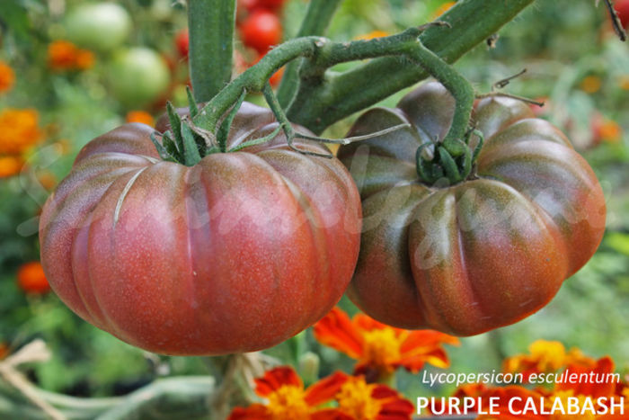 seminte-tomate-negre-purple-calabash~7944299 - purple calabash