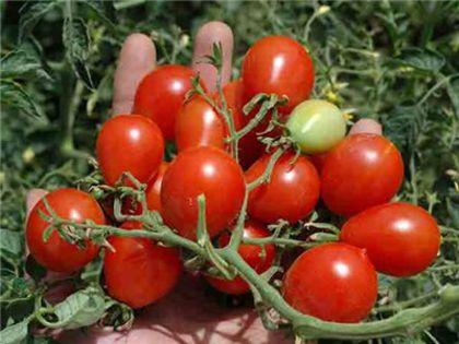 Riesentraube-Tomato-web - cherry riesentraube rosii