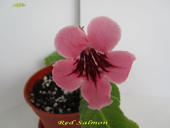 Red Salmon (14-XI-2014)