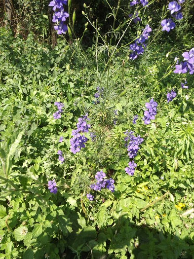 Nemtisor - Flori amestec