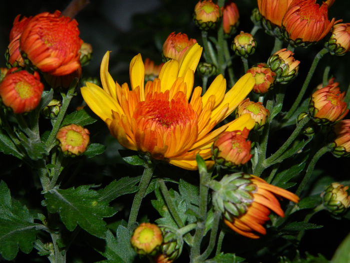 DSCN2284 - PRINTESELE_TOAMNEI_2014