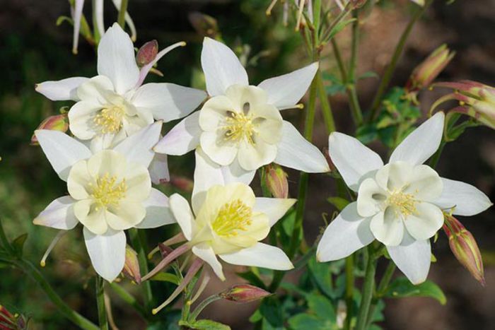 aquilegia-hybrida-white star