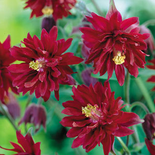 Aquilegia vulgaris Double Rubies