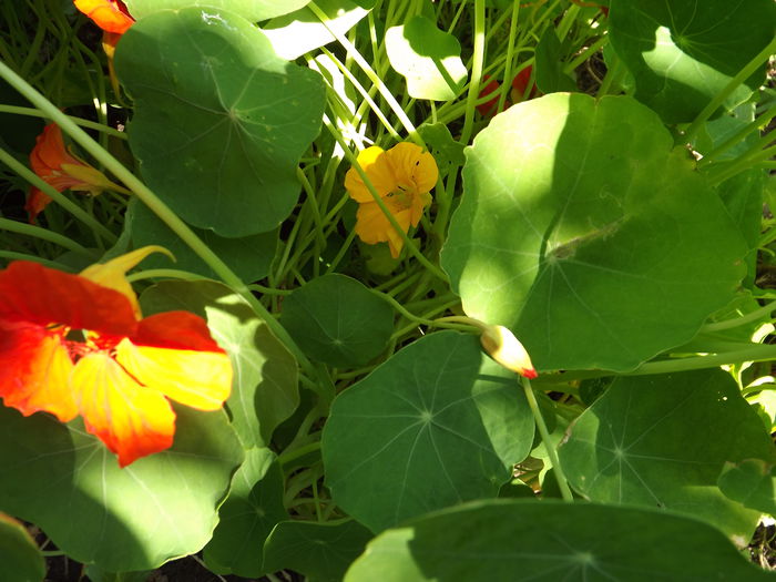 DSCF3291 - Flori amestec