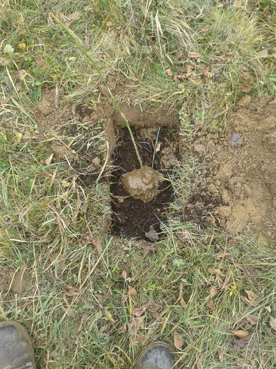 aszarea butasului de mur in groapa dupa ce a fost mocirlit in namol cu balega