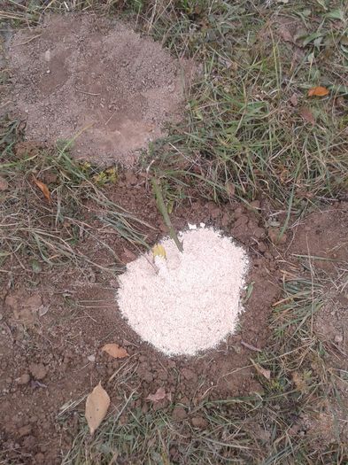 se pune rumegus pt a feri radacina de inghet si pt a tine umiditate in sol