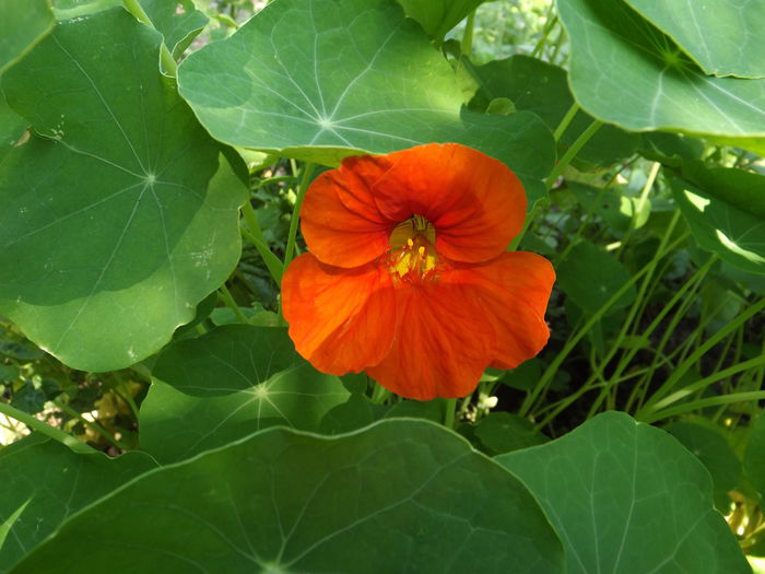 DSCF3293 - Flori amestec