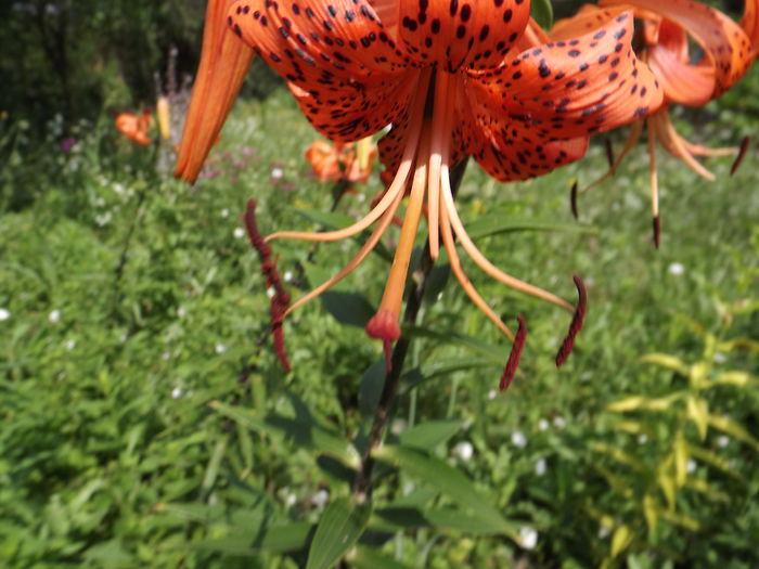 DSCF3316 - Flori amestec