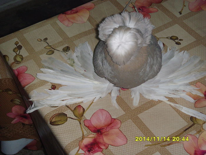 SNV37729 - TINERET 2014 DE VANZARE poze noi