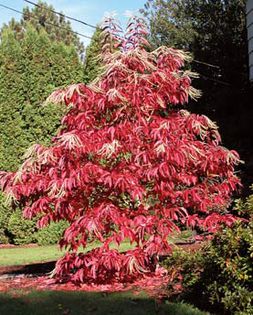 Oxydendrum arboreum; Anglia
