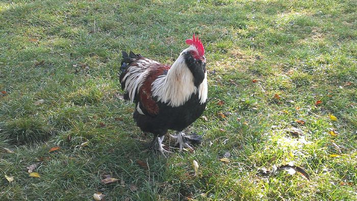 2014 - FAVEROLLES SOMON