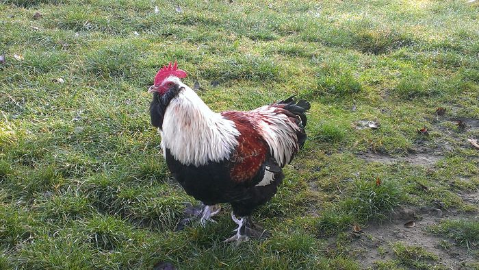 2014 - FAVEROLLES SOMON