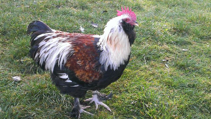 2014 - FAVEROLLES SOMON