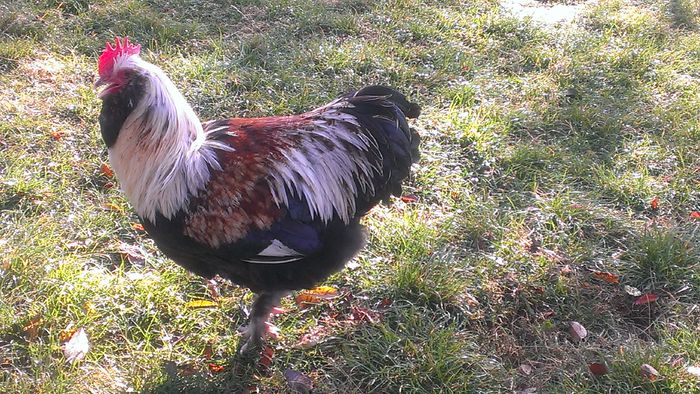 2014 - FAVEROLLES SOMON