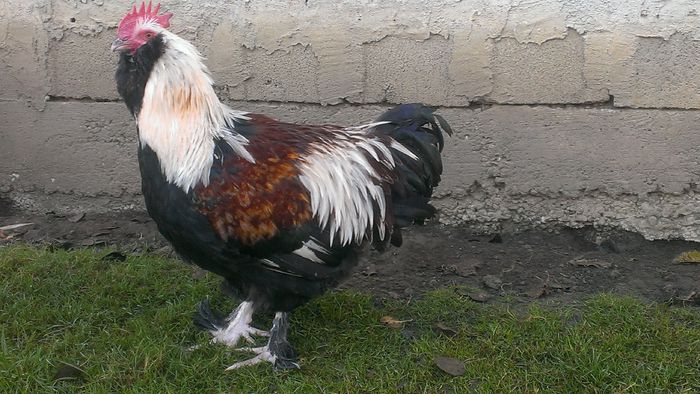 2014 - FAVEROLLES SOMON