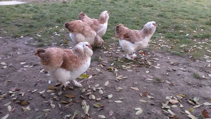 2014 - FAVEROLLES SOMON