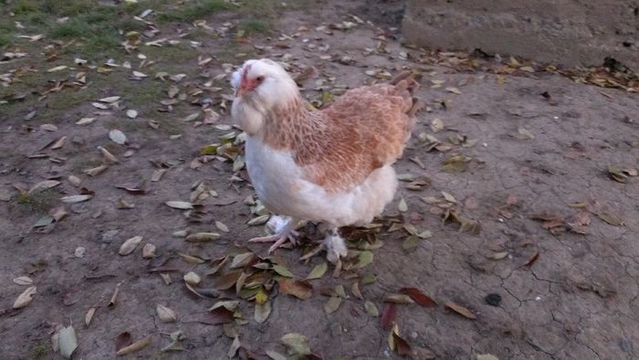 2014 - FAVEROLLES SOMON