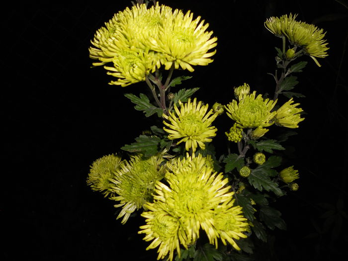 DSCN7757; Midori-http://www.dekkerchrysanten.nl/assortiment/chrysant/326/midori
