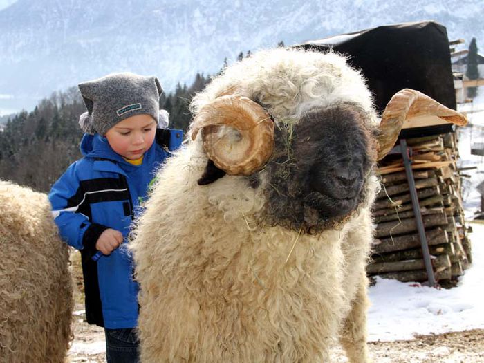 Berbec Schwarznasen Walliser cu baietelul - Rase de oi si capre-Poze deosebite 2