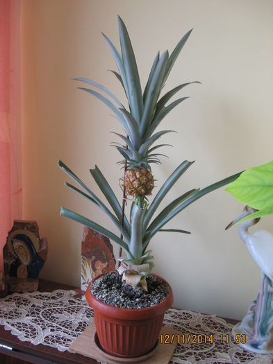 Pare semet si fara grije...... - 3 ANANAS