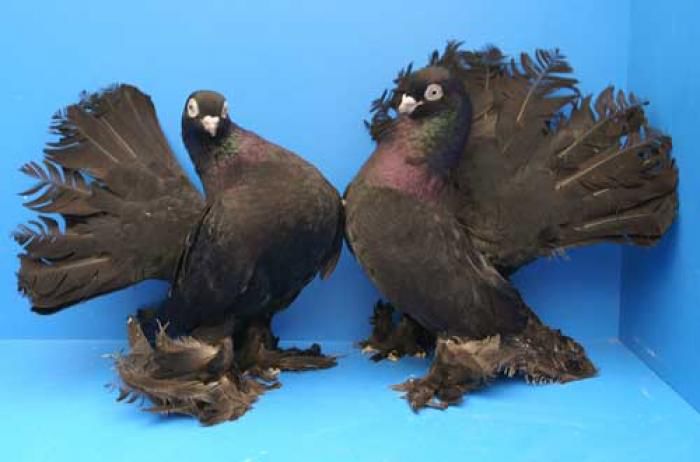 41 - 0 Rase de porombei  deosebite