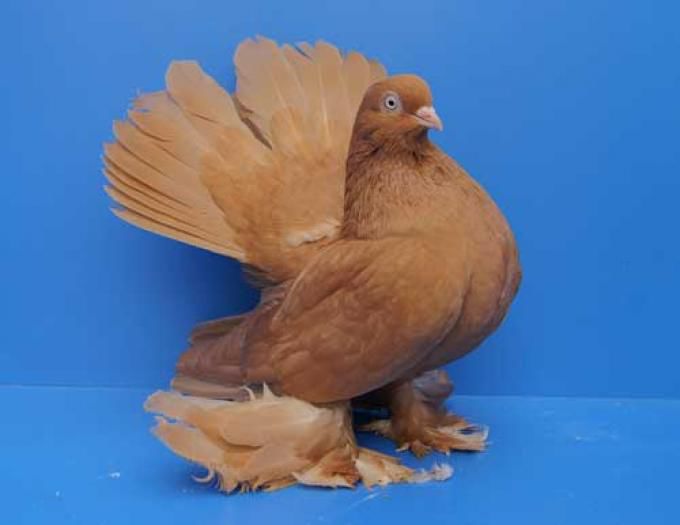 42 - 0 Rase de porombei  deosebite