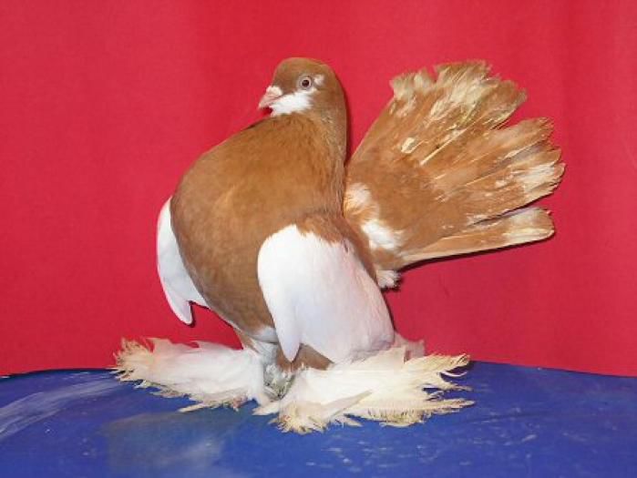 44 - 0 Rase de porombei  deosebite