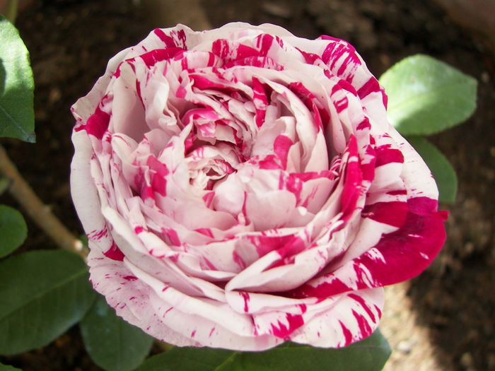 variegata-di-bologna