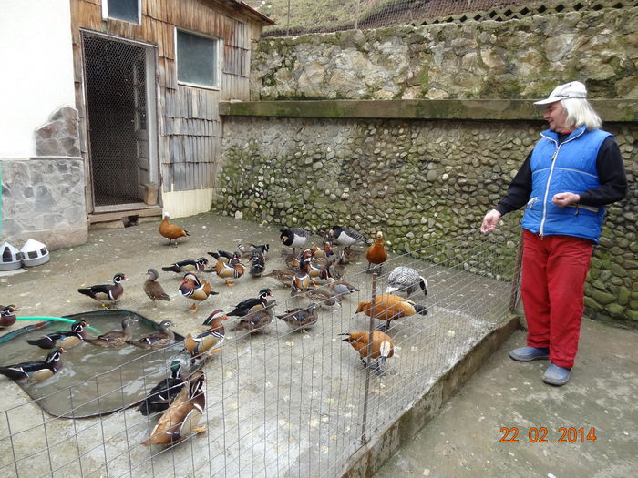 jean pestrea brasov