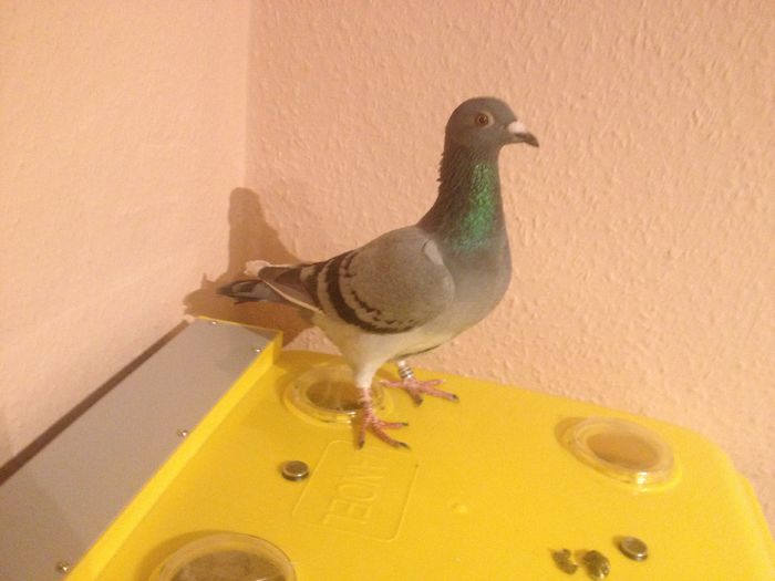 Fiu de sub locul 4 national f-14