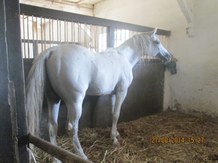 armasar prasila - hobby