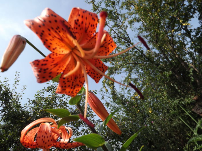 Lilium tigrinum  Splendens - Flori amestec