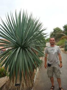 Furcraea longaeva - ao-alte seminte rare