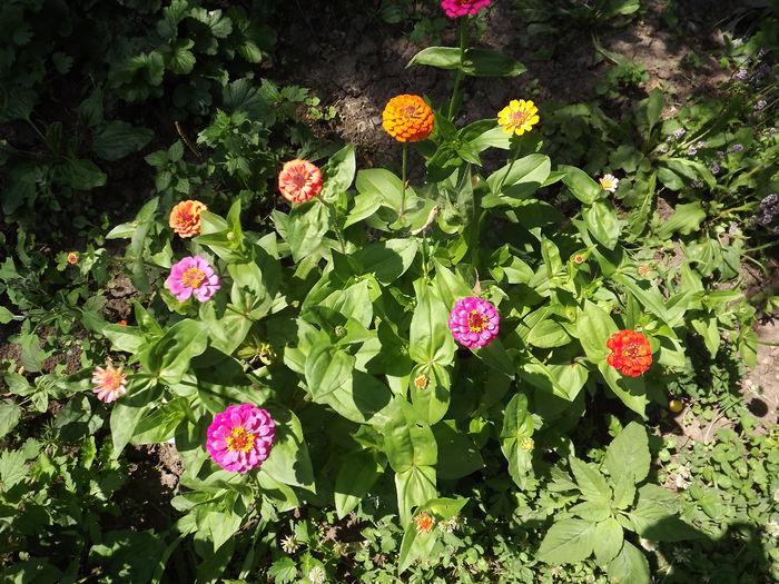 DSCF3295 - Flori amestec