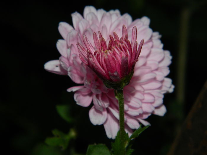 DSCN2621