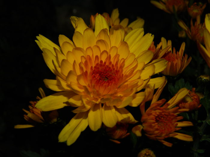 DSCN2912 - PRINTESELE_TOAMNEI_2014